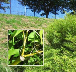 Bambú. Orixe: China. Na foto vese empregada en obras públicas como agocho para un pozo de saneamento do mercado de Amio, na avda. de Asturias