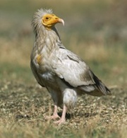 O 'Neophron percnopterus' tamén está en perigo de extinción / Imaxe: Bernard Castelein